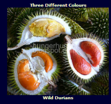 Durian Kuning, Otak Udang dan Merah